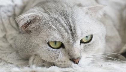 武义县高价上海医保卡取现黄牛的最新政策(2025年武义县2024上海医保卡可以取钱吗分享)